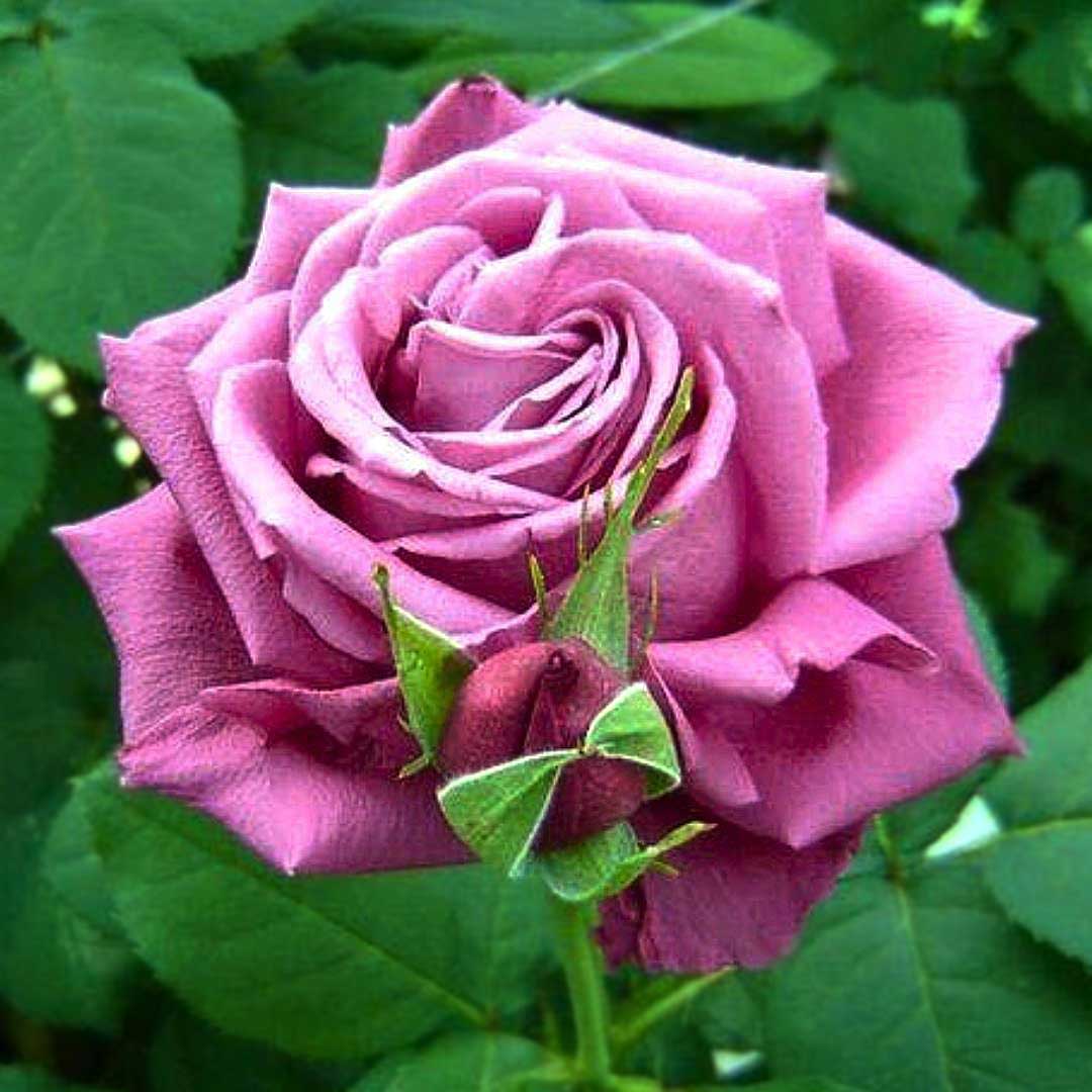 Purple Hybrid Tea Rose Eminence in bloom