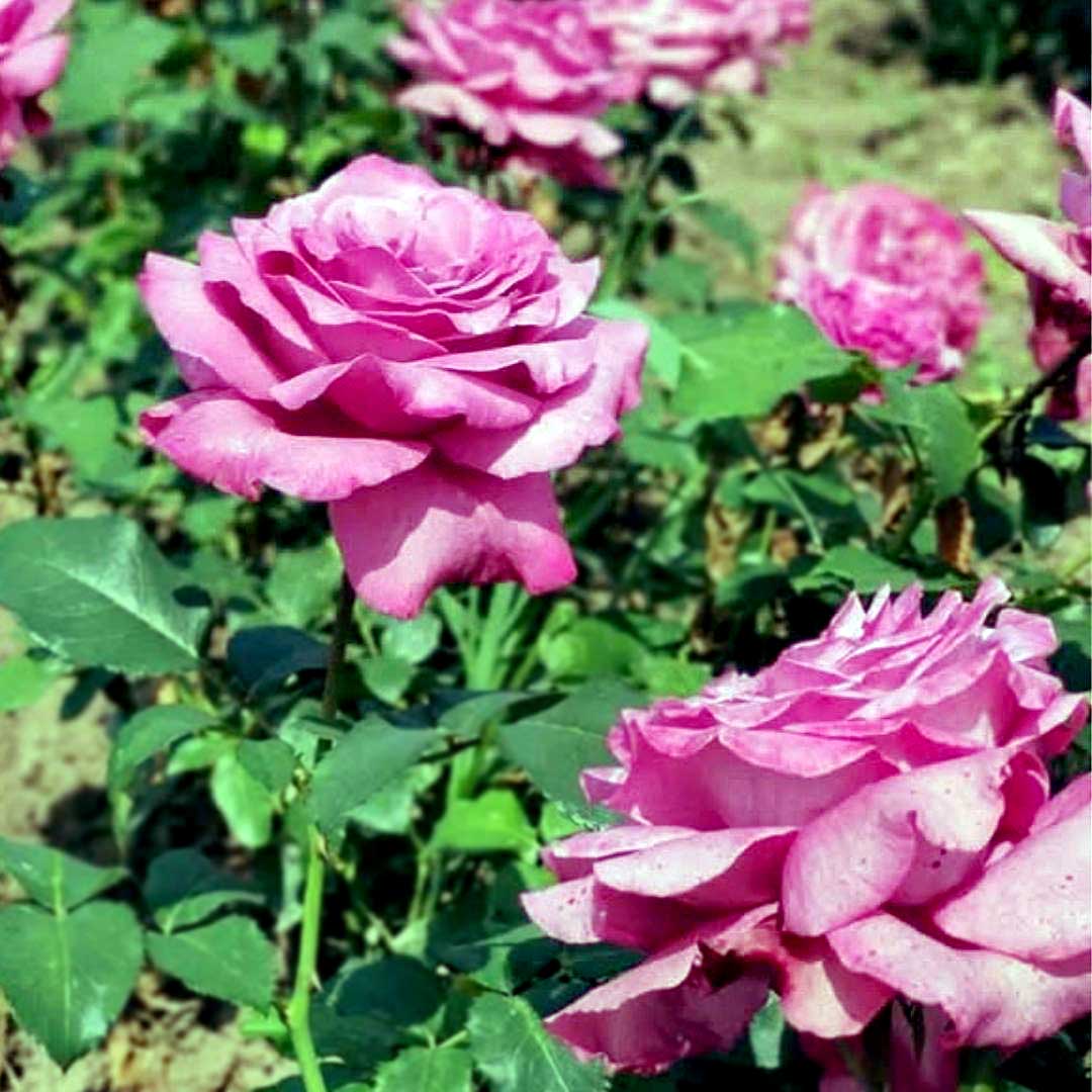 Purple Hybrid Tea Rose Eminence in bloom