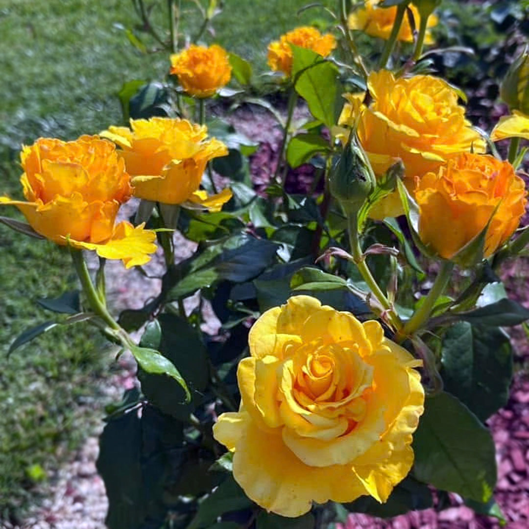 Frisco rose bush with several yellow flowers and unopened buds in a garden bed