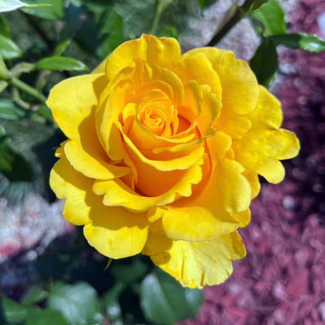 Open yellow Frisco rose viewed from above, with layered petals surrounded by green foliage
