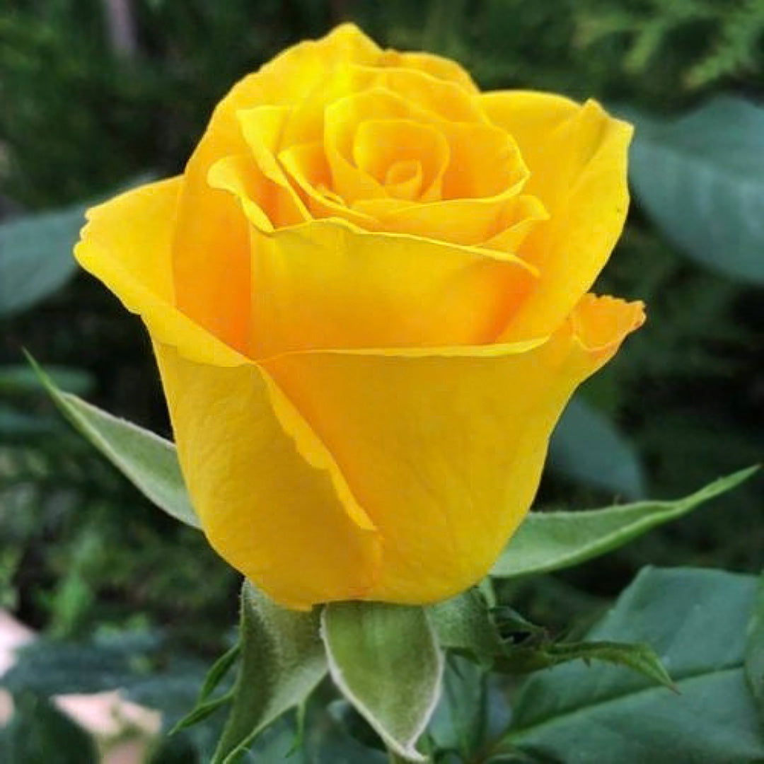 Close-up of a yellow Frisco rose opening, with tightly layered central petals and green sepals
