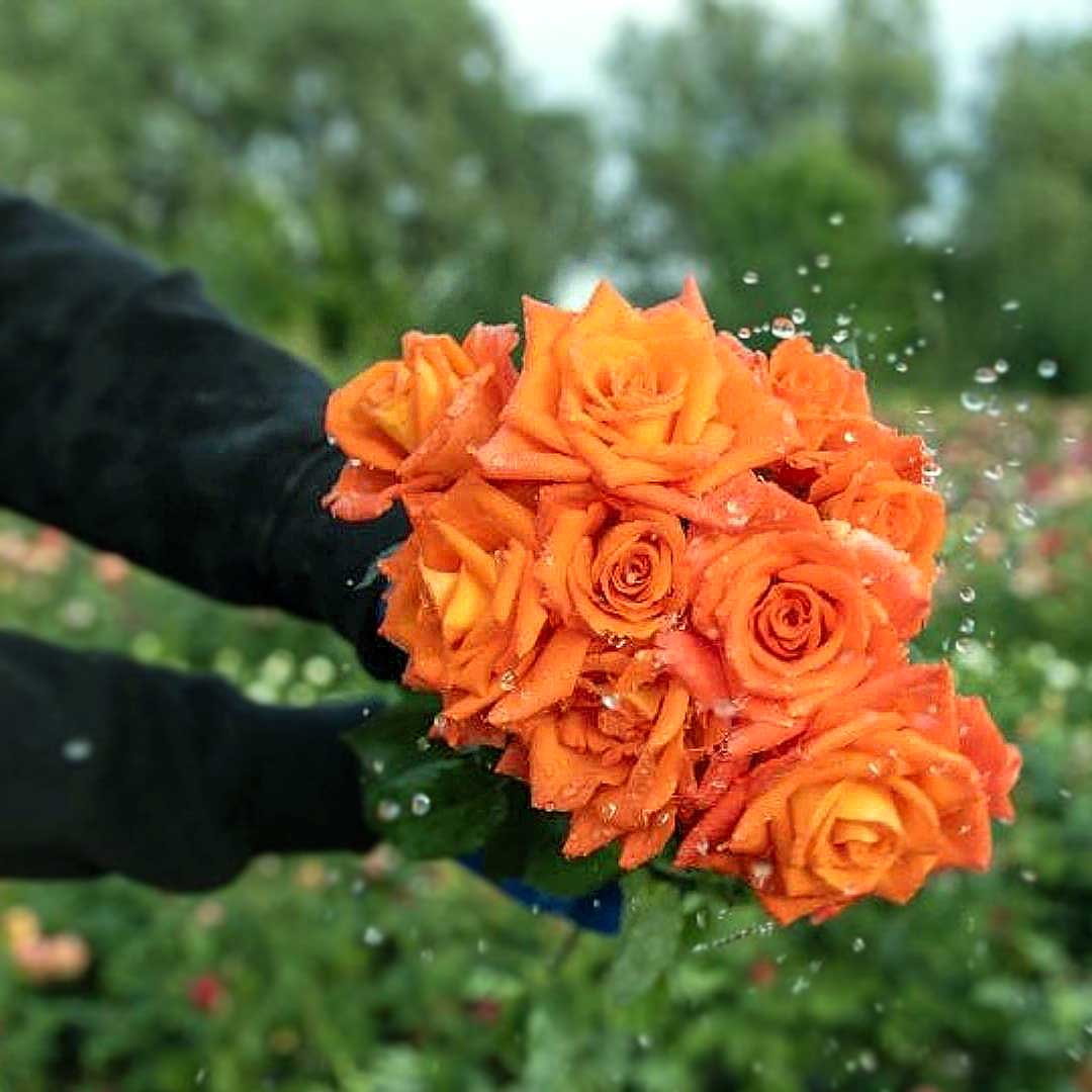 Bouquet of Monica roses with bright orange blooms