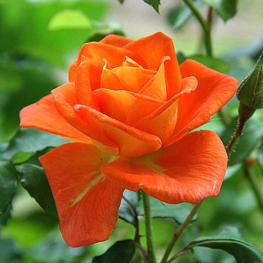 Monica orange Hybrid Tea rose in full bloom