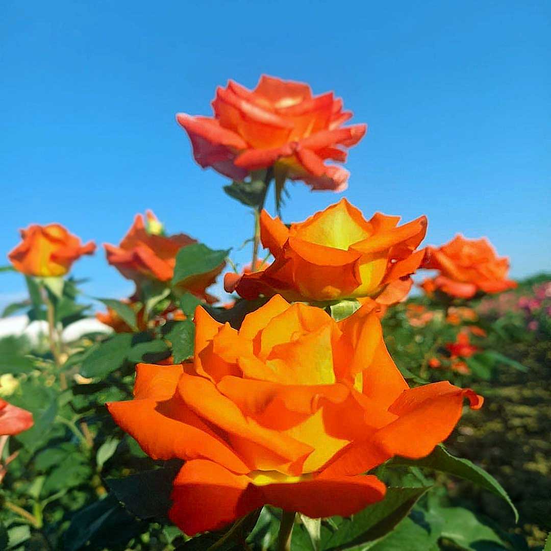 Monica Hybrid Tea rose with vibrant orange blooms against blue sky