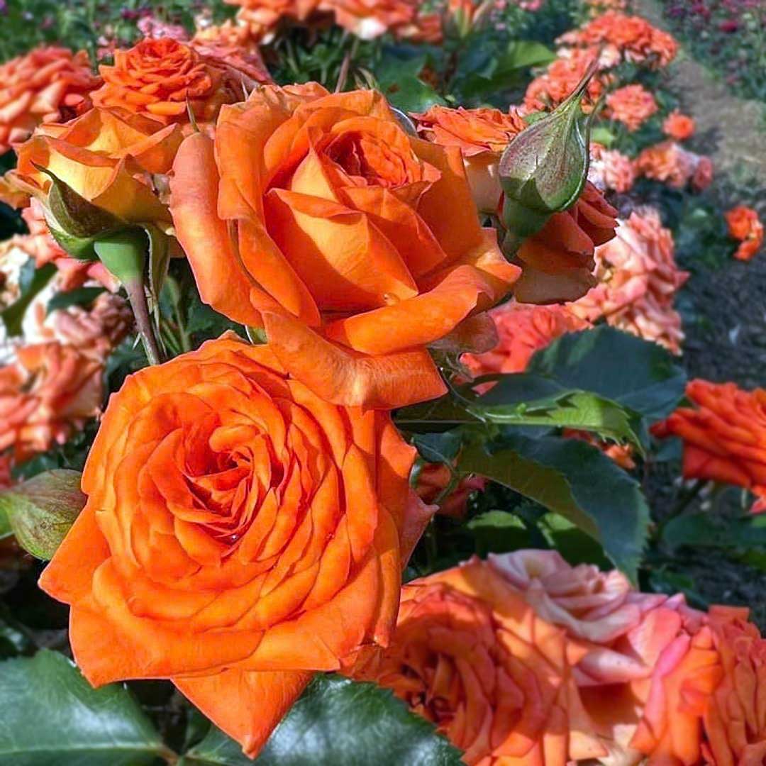 Monica rose with clustered orange and golden yellow flowers