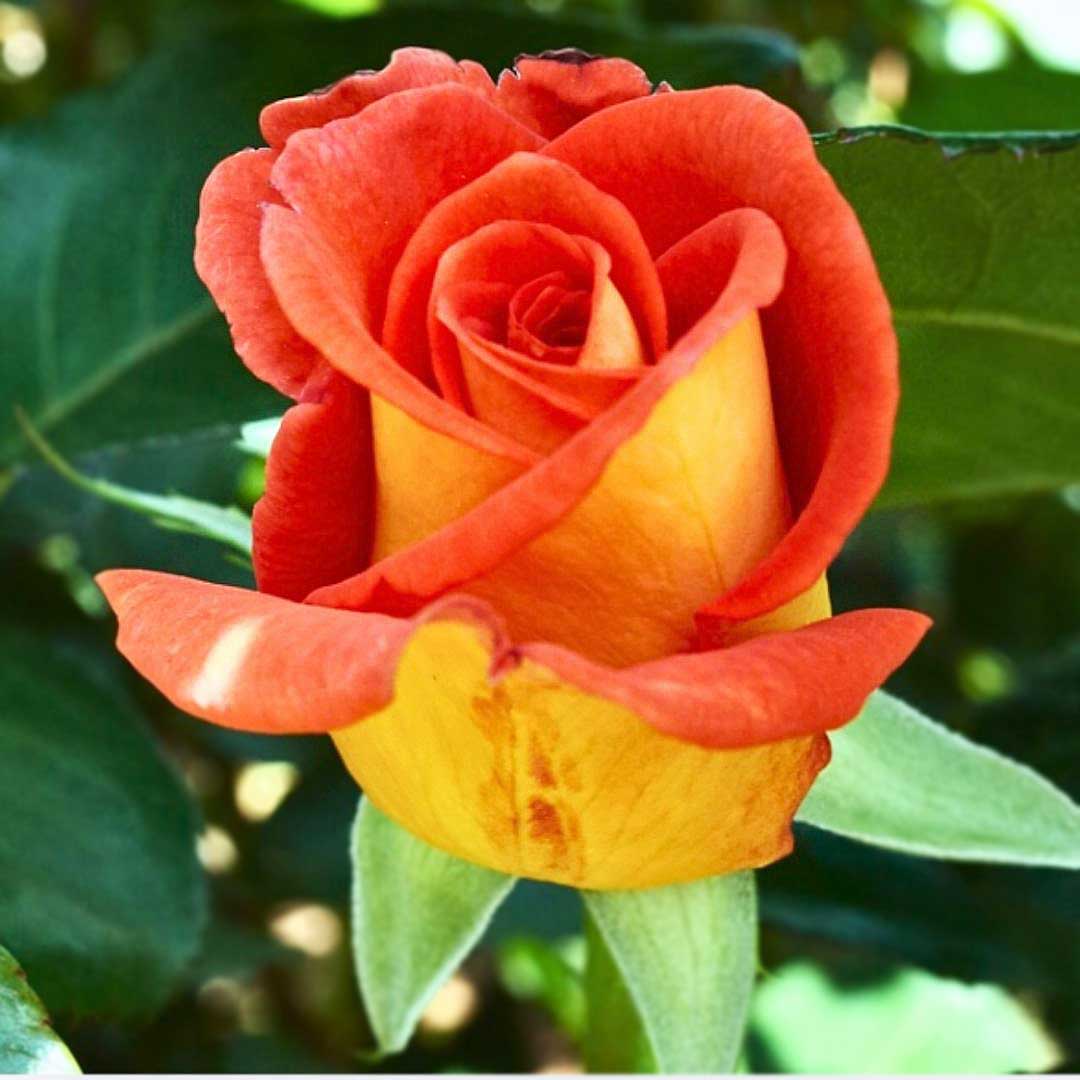 Monica orange and yellow Hybrid Tea rose flower close-up