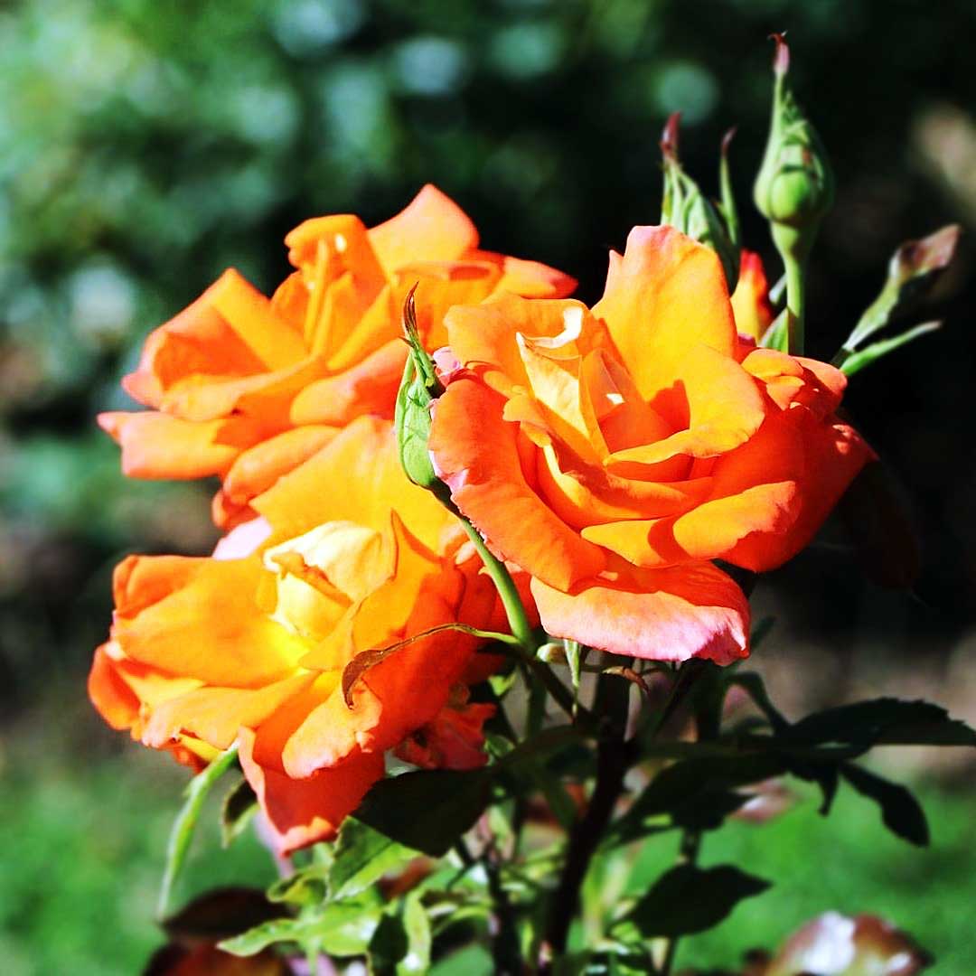 Monica rose with orange and yellow blooms in the garden