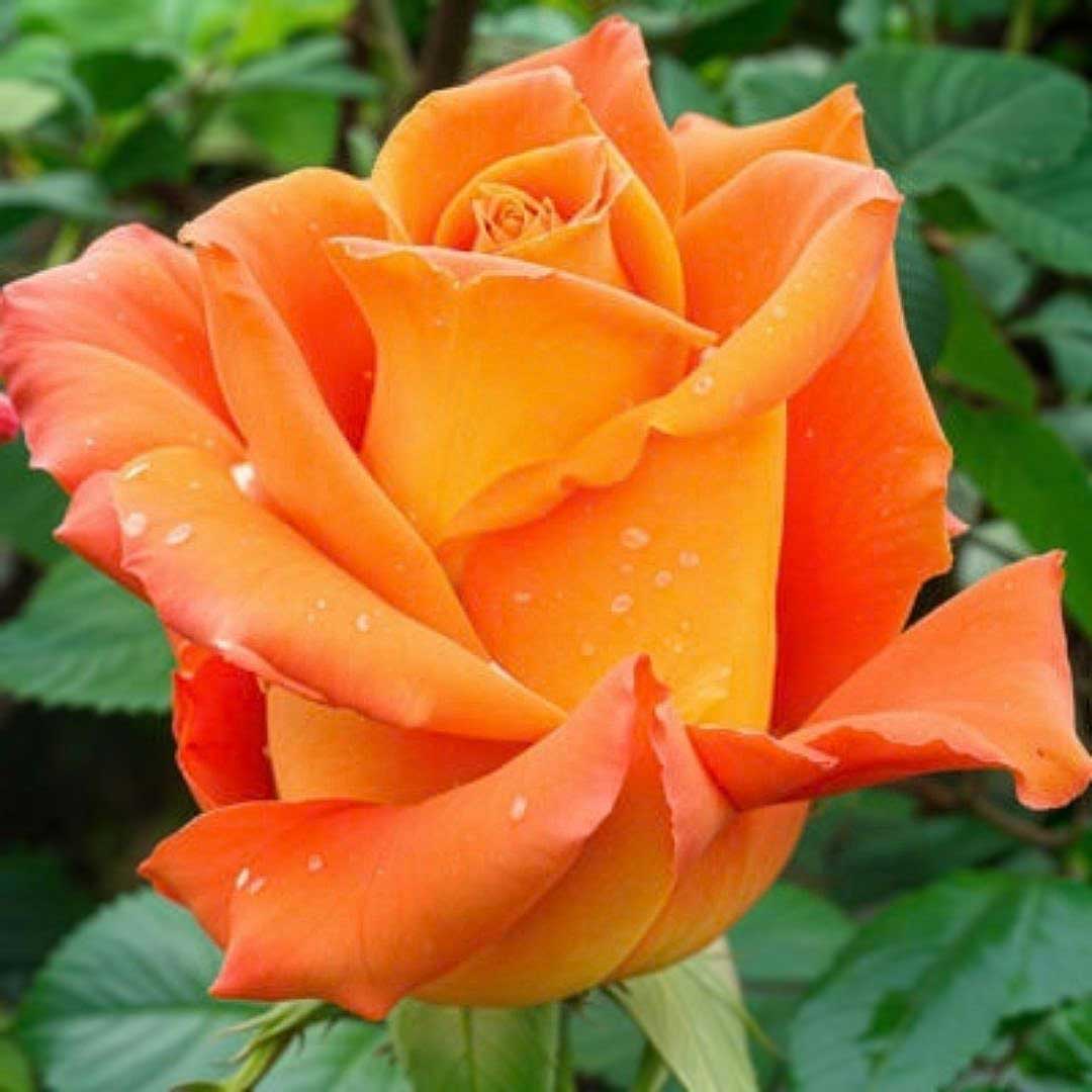 Monica Hybrid Tea rose with vibrant orange flower close-up