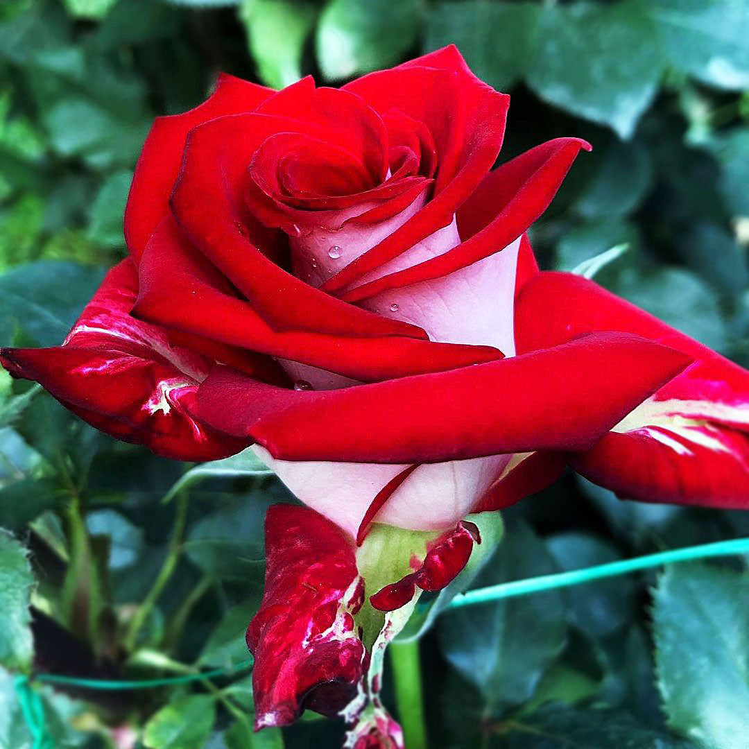 Osiria red and white bicolour Hybrid Tea rose flower