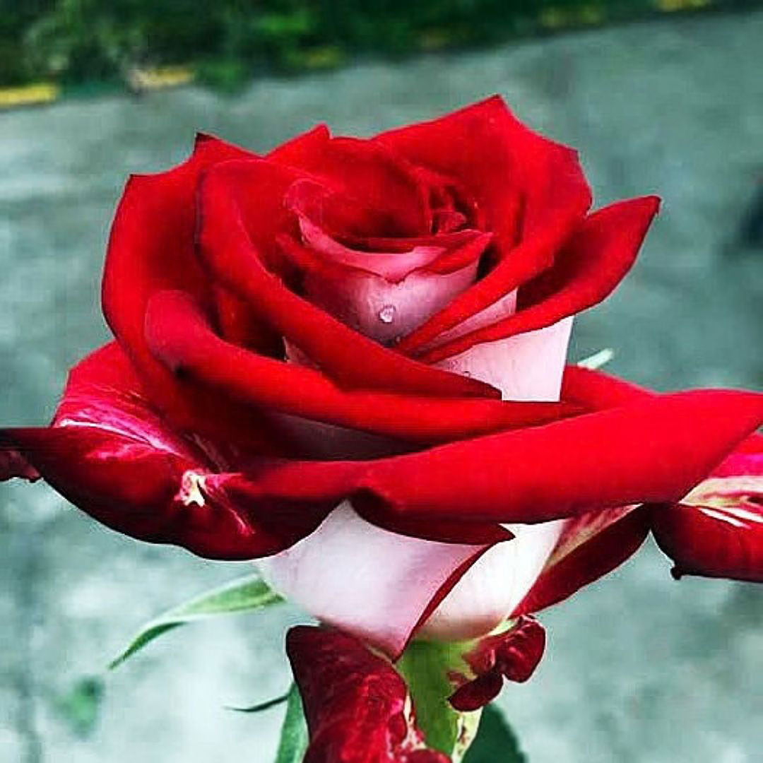 Osiria deep red rose with silvery white petal reverse