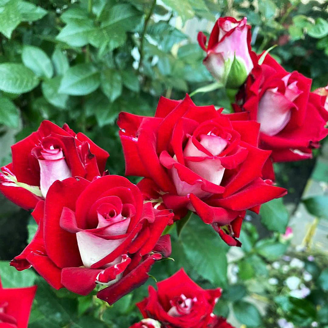 Osiria rose with clustered red and white bicolour flowers