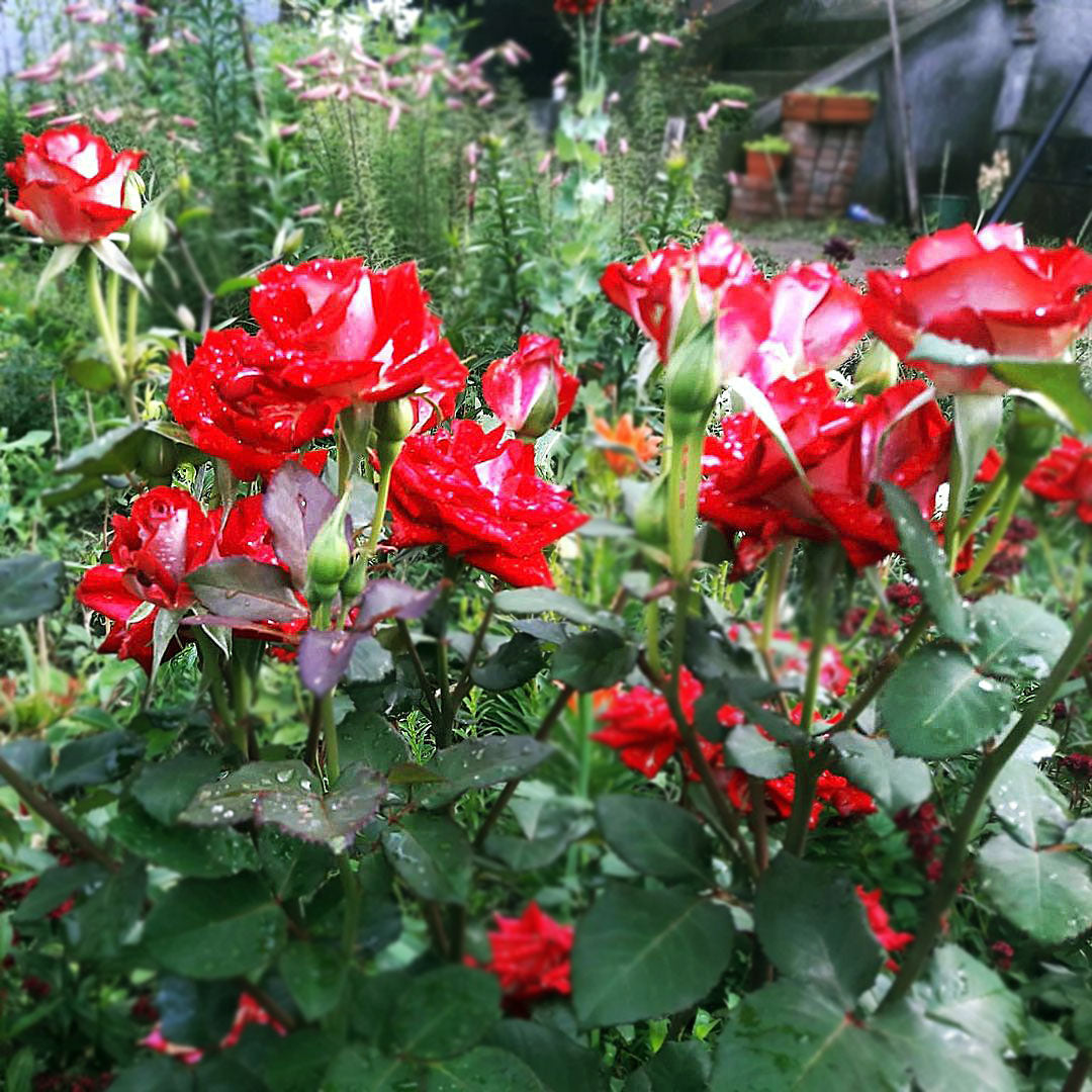 Osiria Hybrid Tea rose bush with red and white bicolour blooms