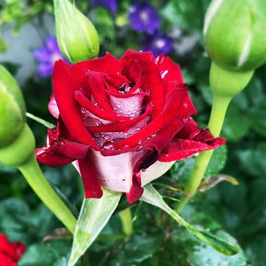 Osiria rose bud with deep red petals and white reverse