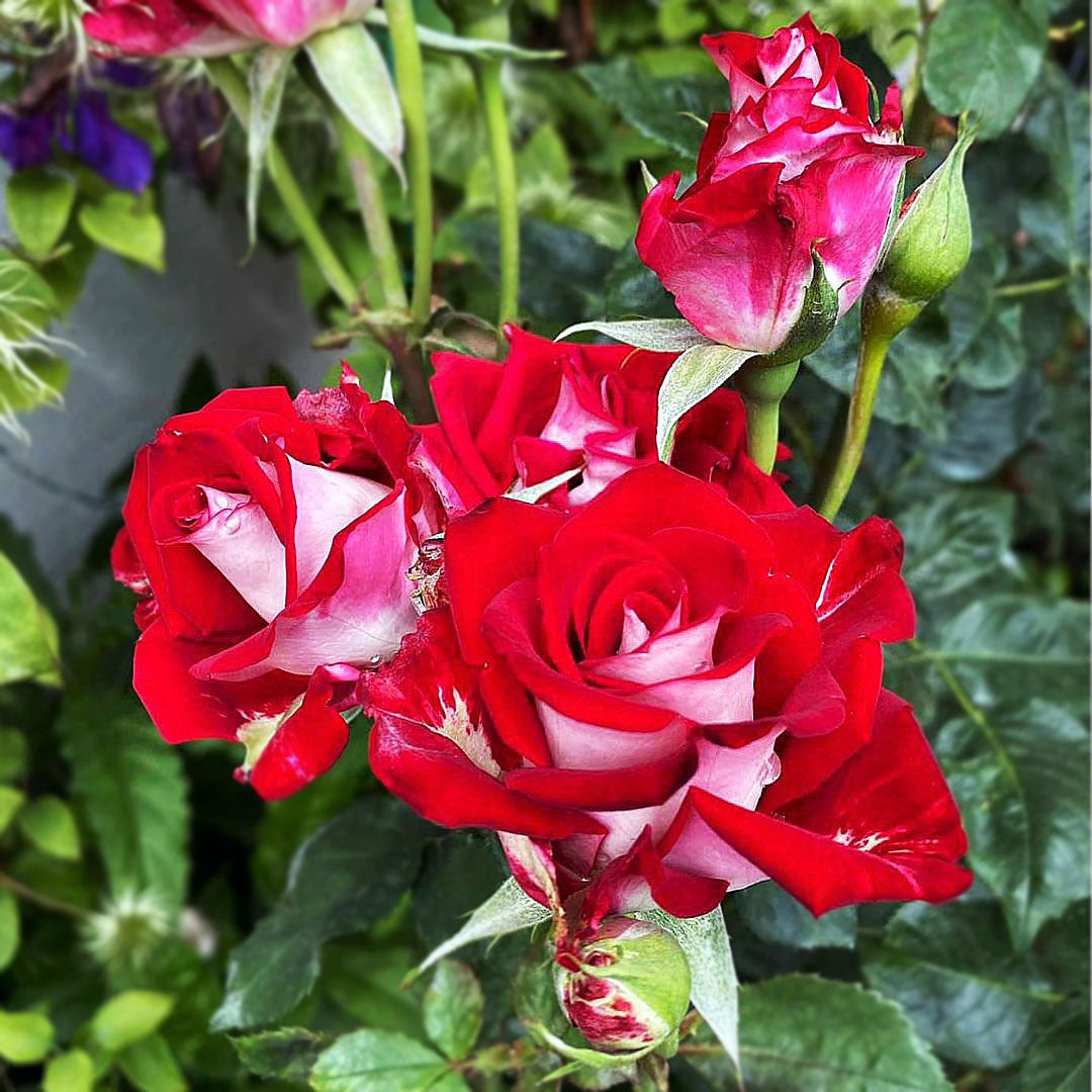 Osiria rose with multiple red and white bicolour blooms