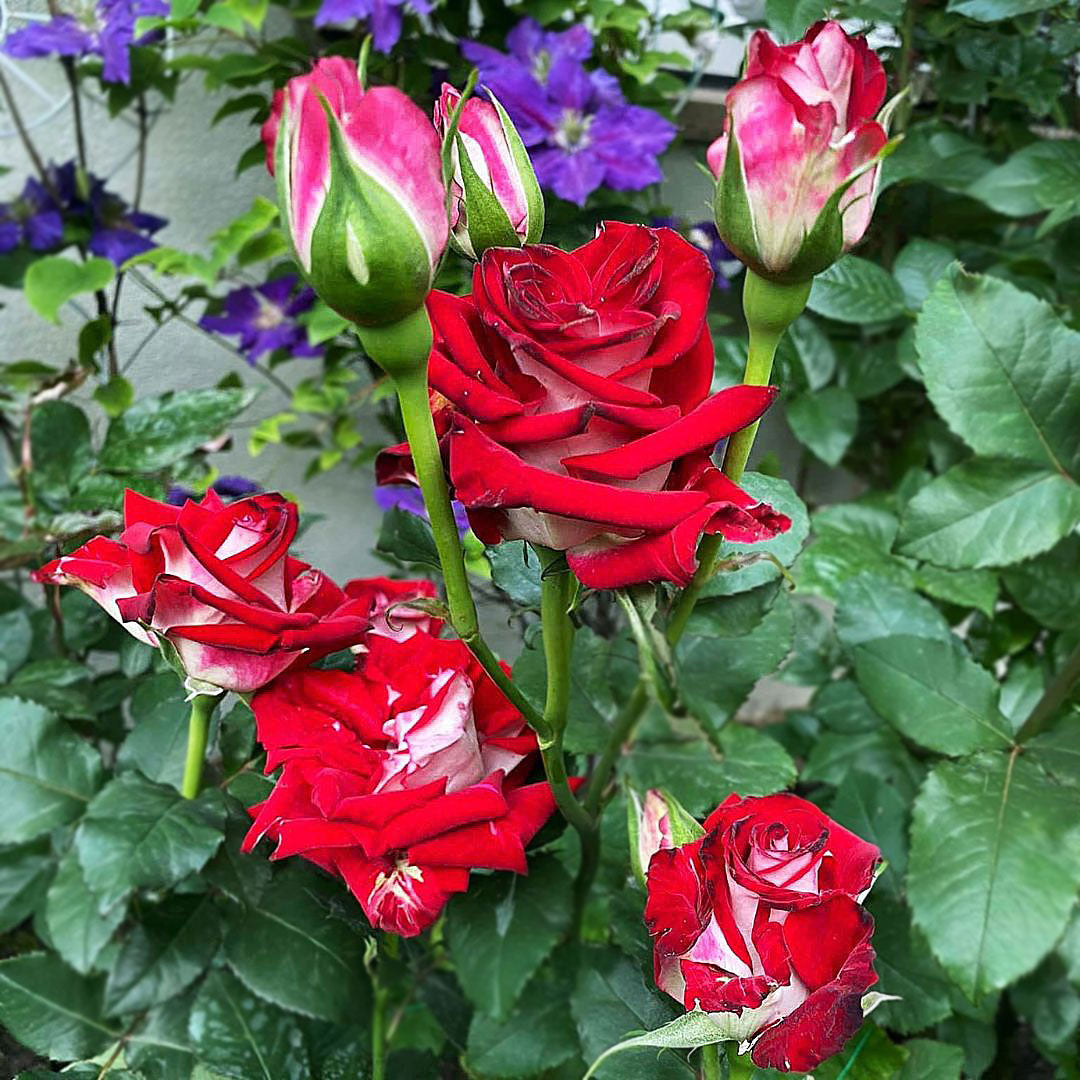Osiria rose bush with red and white bicolour flowers and buds