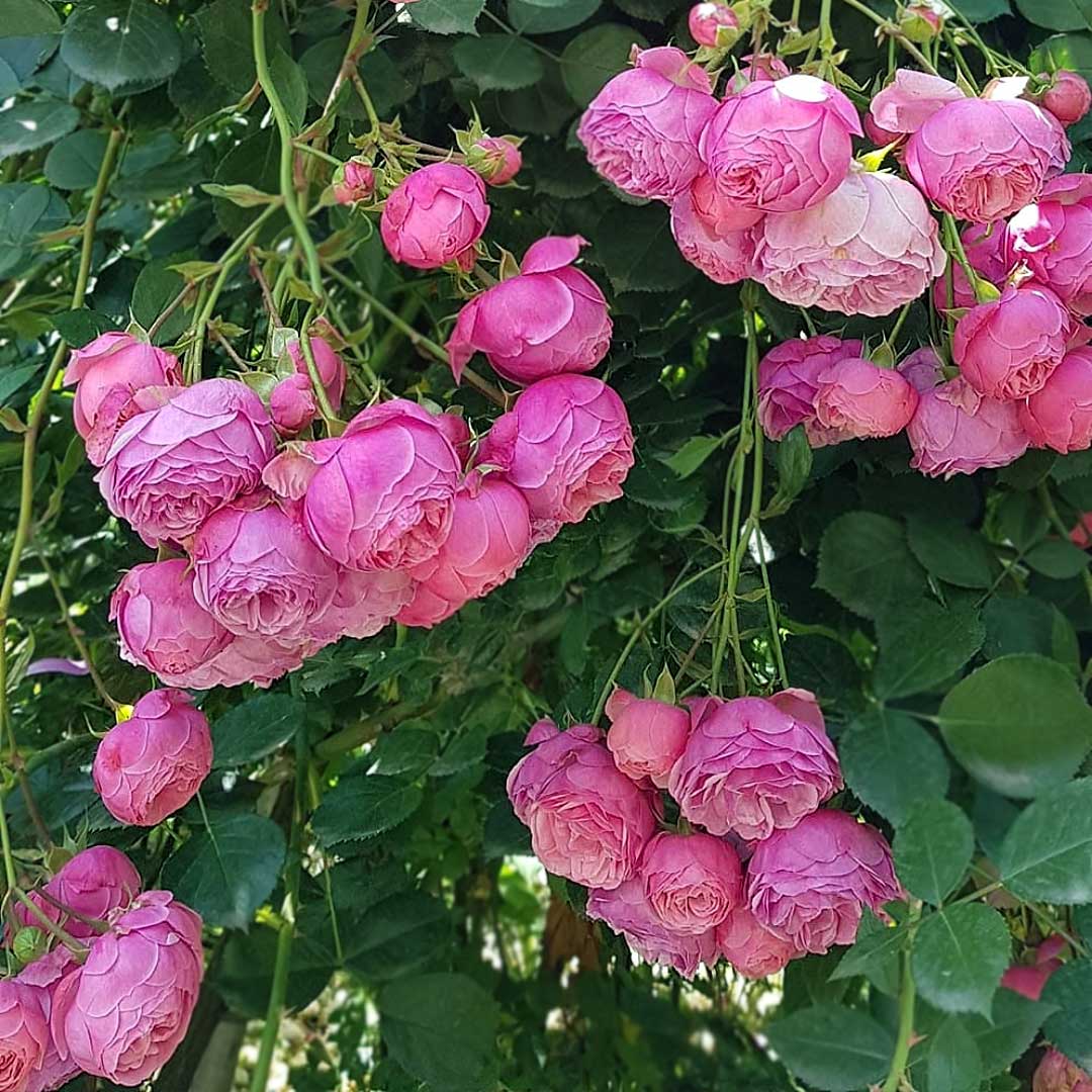 Pomponella repeat-flowering rose bush with deep pink blooms