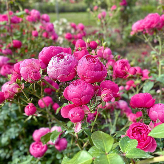 Pomponella deep pink Floribunda rose with pompon-shaped bloom