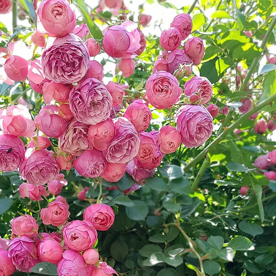 Pomponella deep pink rosette rose flower close-up