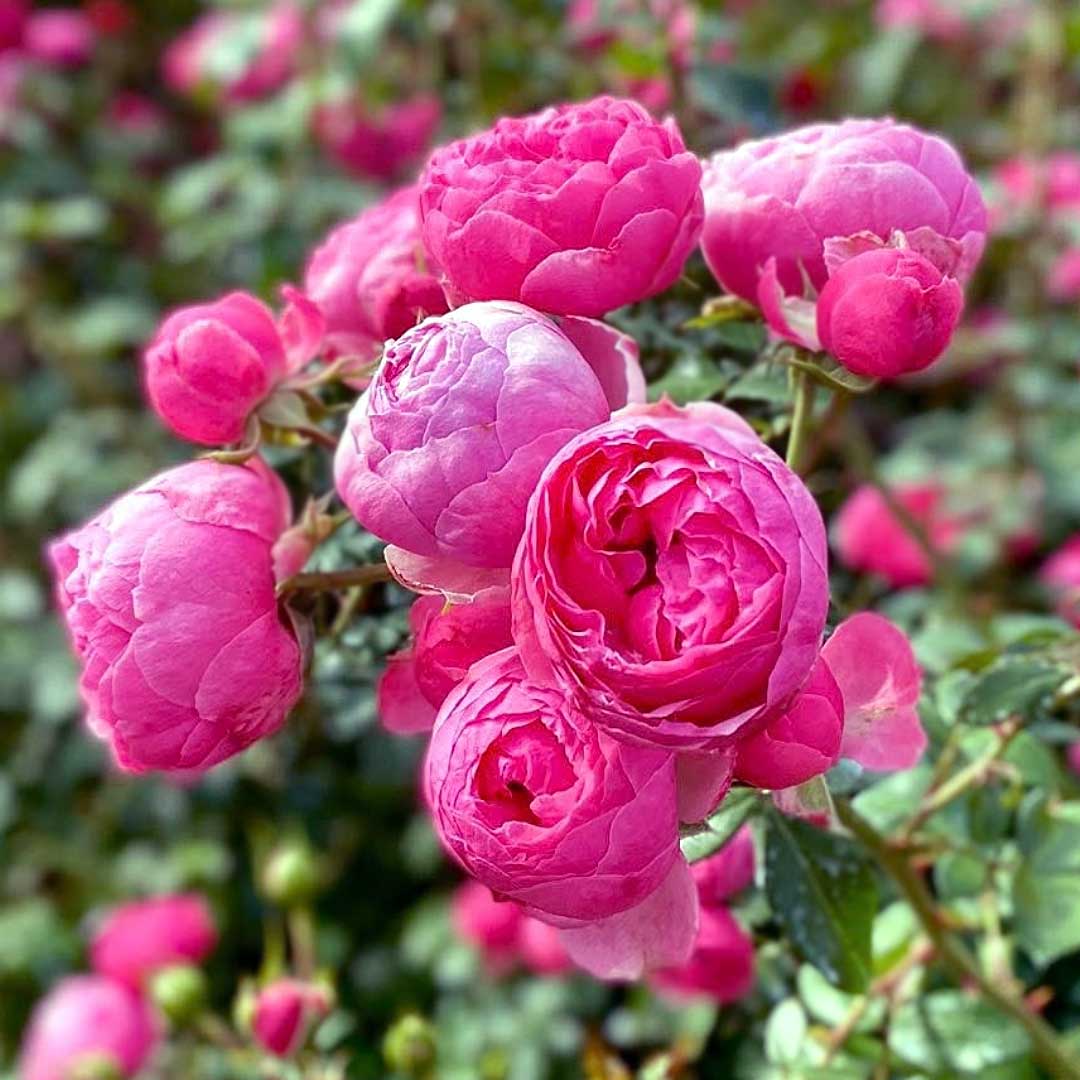 Pomponella rose with deep pink pompon-shaped flowers