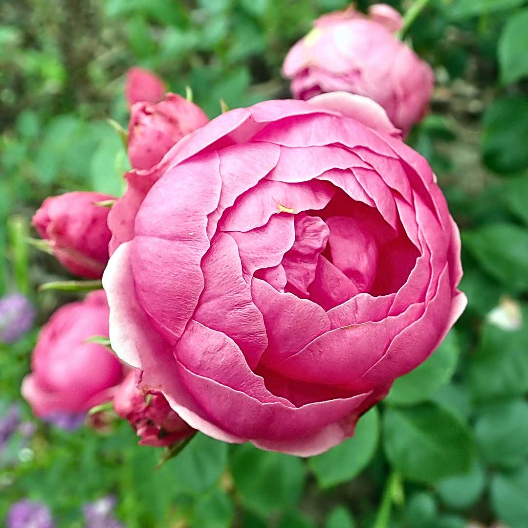 Pomponella rose bush covered in deep pink pompon blooms