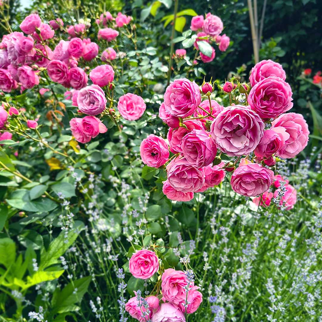 Pomponella Floribunda rose with deep pink flower clusters