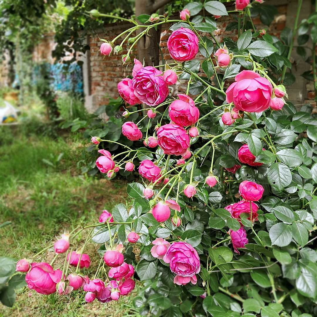 Pomponella Floribunda rose with clustered pink rosette flowers
