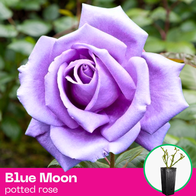 Rose Blue Moon