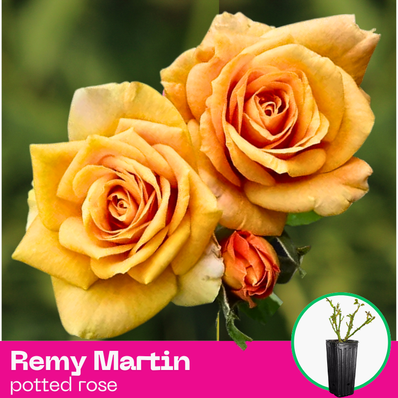 Pink Remy Martin Rose Remy Martin – Gorgeous Roses