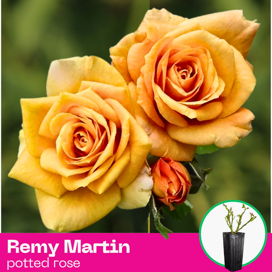 Rose Remy Martin