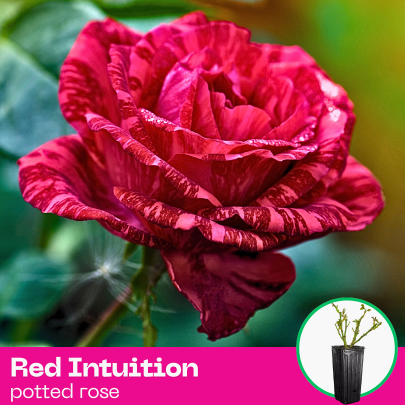 Rose Red Intuition – Gorgeous Roses