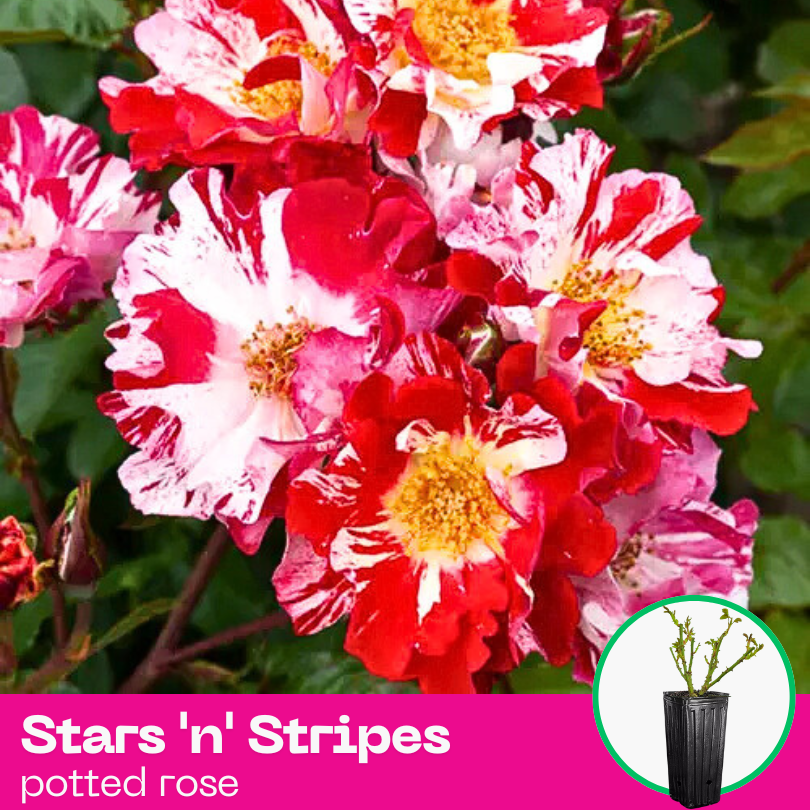 Rose Stars 'n' Stripes Forever