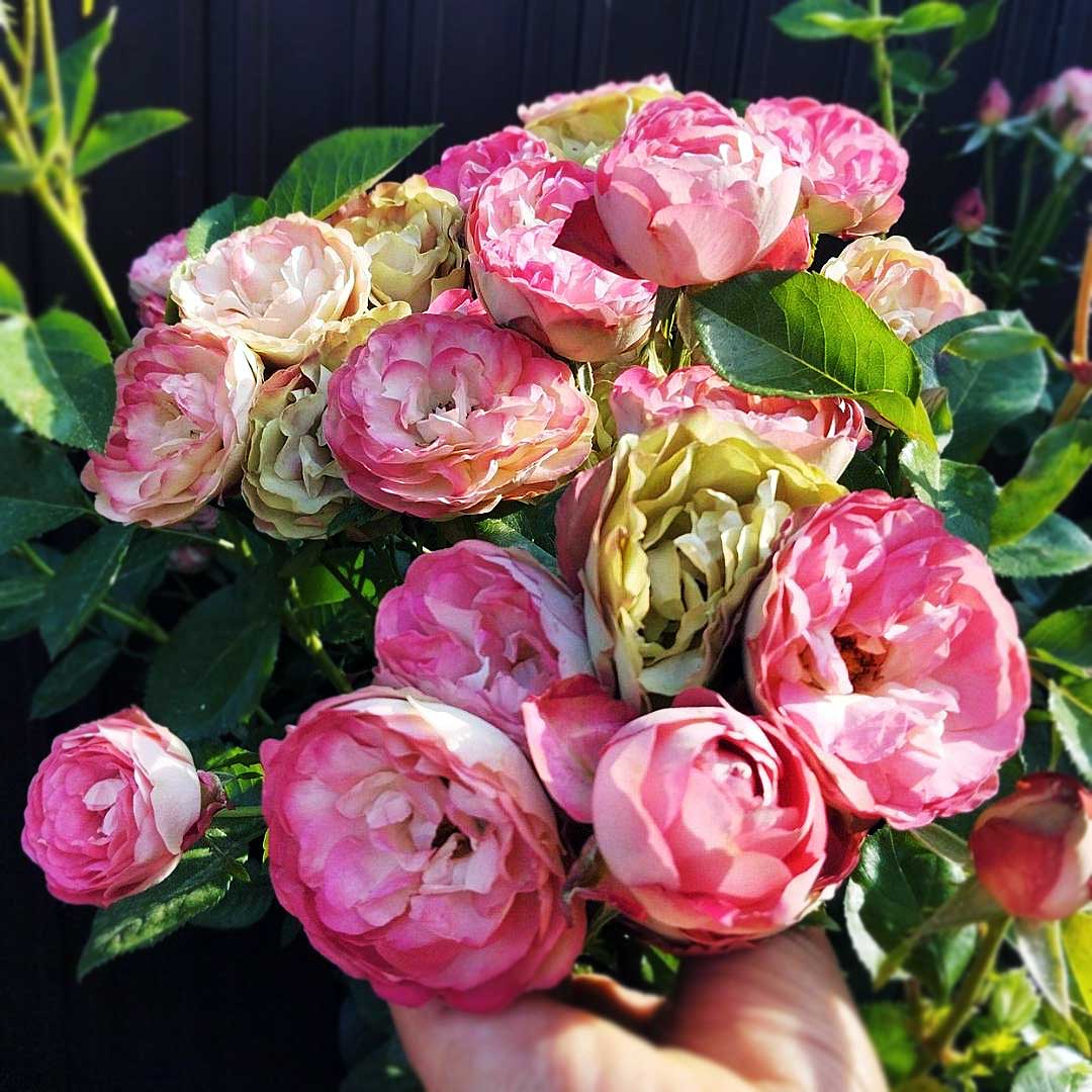 Rose Acropolis cluster with pink cream and bronze blooms