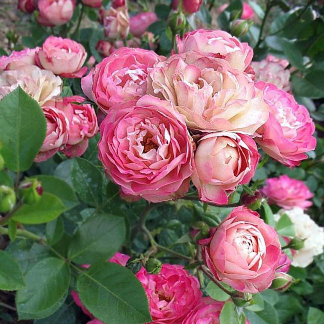 Acropolis Floribunda rose with bronze pink flower cluster