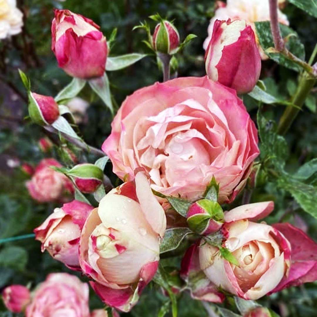 Acropolis rose with pink bronze flowers and unopened buds