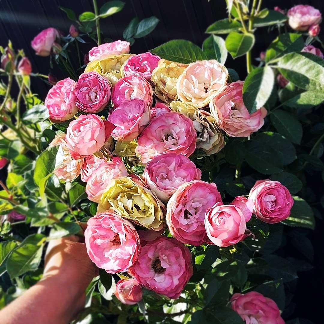 Acropolis rose cluster with pink cream and green bicolour blooms
