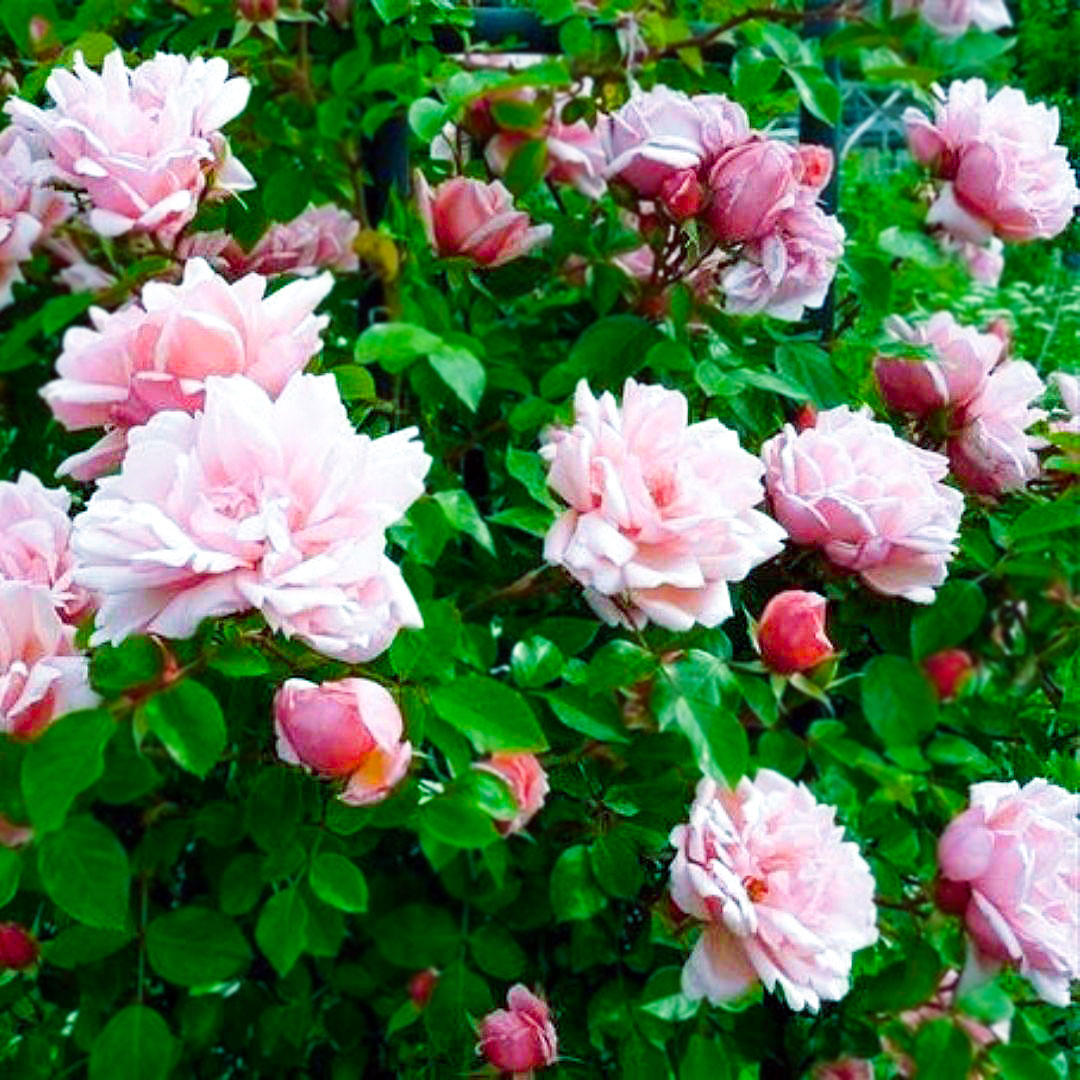 Albertine rose with clusters of pink flowers and reddish buds