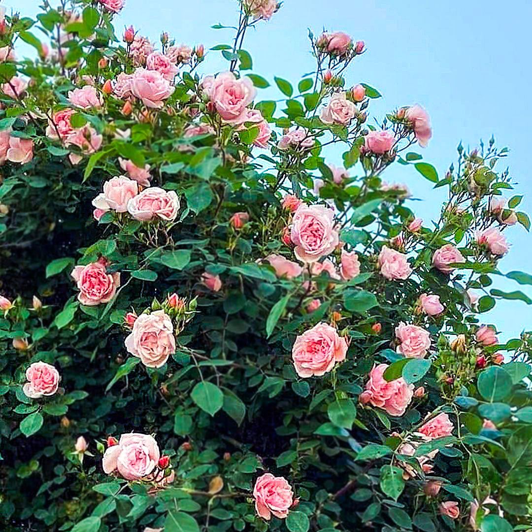 Albertine rose branches with pink blooms against a blue sky