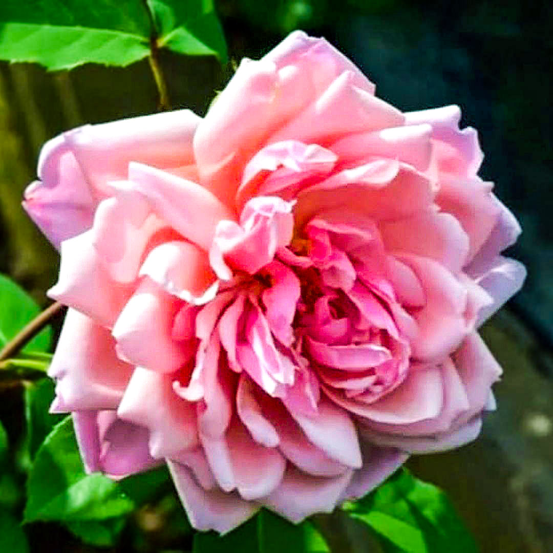 Large double pink bloom of an Albertine rose