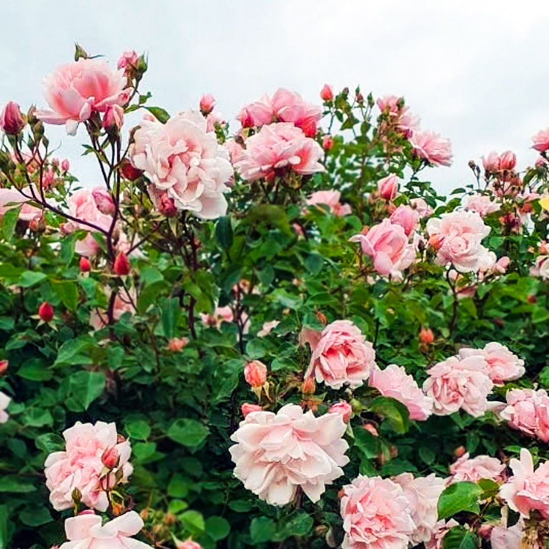Albertine rose with pale pink flowers on tall leafy stems