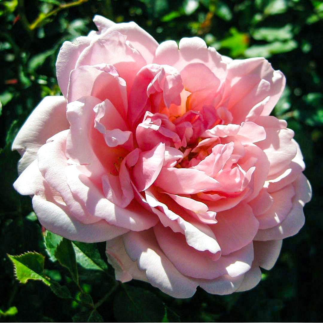Close-up of an Albertine rose with soft pink petals