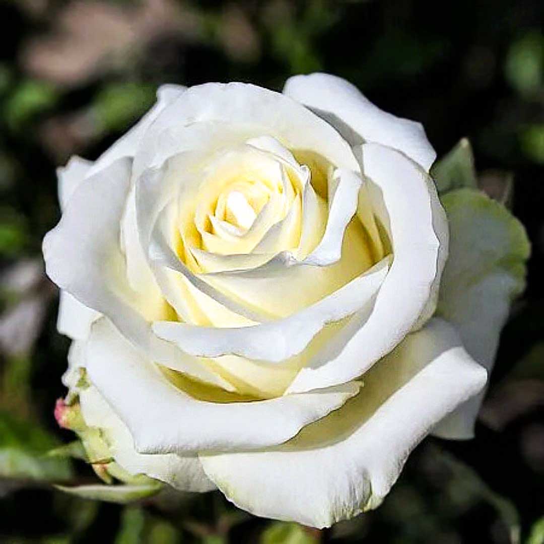 Rose Avalanche showing a large creamy white bloom with delicately layered petals and a soft pale yellow centre.