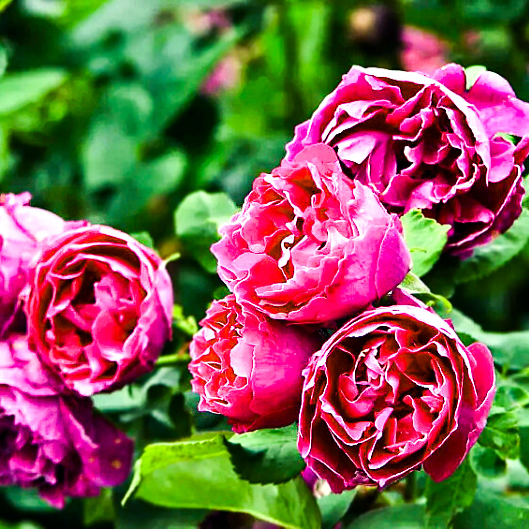Cluster of Baron Girod de l’Ain roses with white-edged crimson petals
