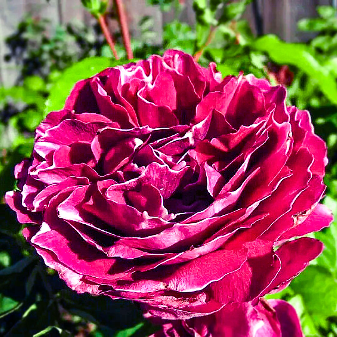Open crimson flower of Baron Girod de l’Ain with fine white petal edges