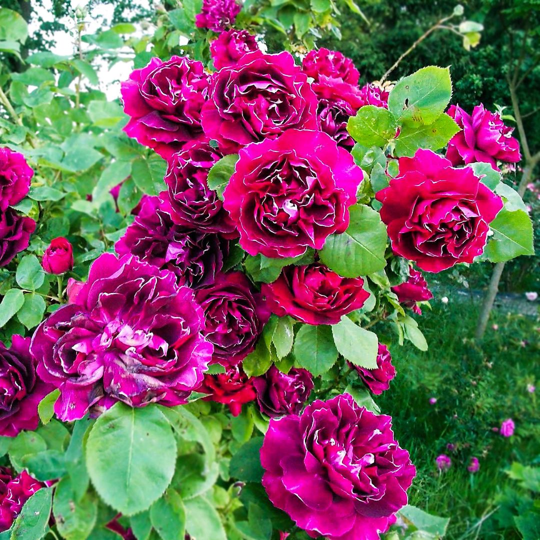 Baron Girod de l’Ain rose shrub with clusters of crimson flowers and green foliage