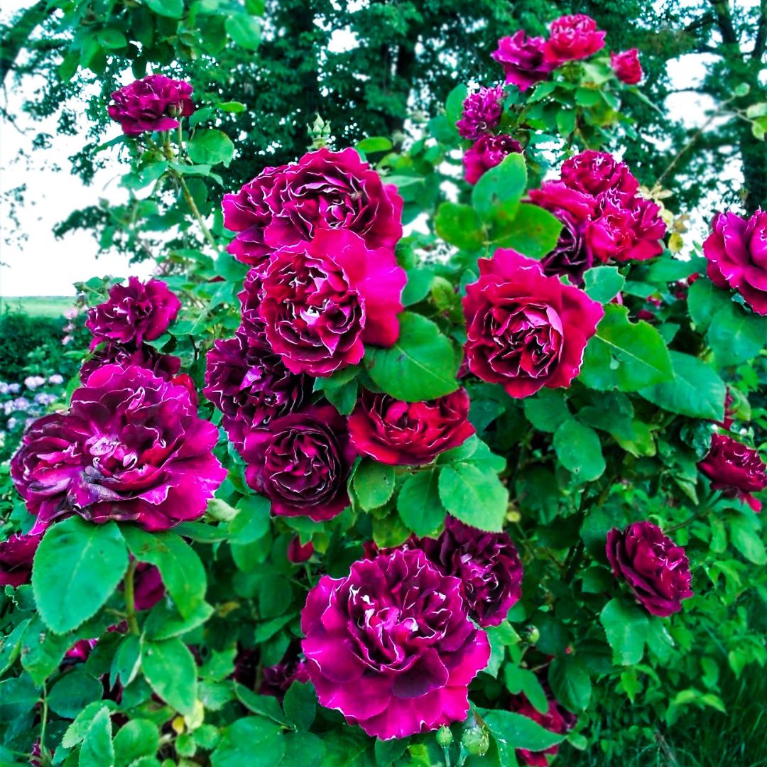 Baron Girod de l’Ain rose bush flowering in a garden