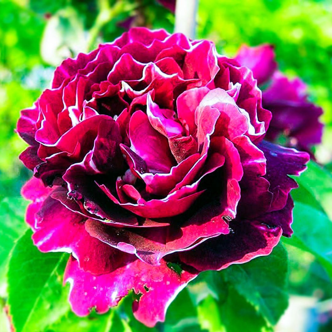 Baron Girod de l’Ain double bloom with ruffled crimson petals and white edges