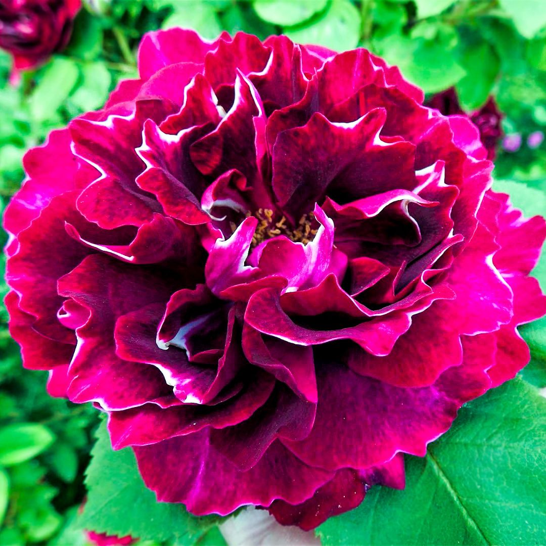 Close-up of a Baron Girod de l’Ain rose with crimson petals edged in white