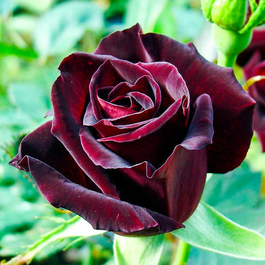 Close-up of a Black Magic rose with dark burgundy petals