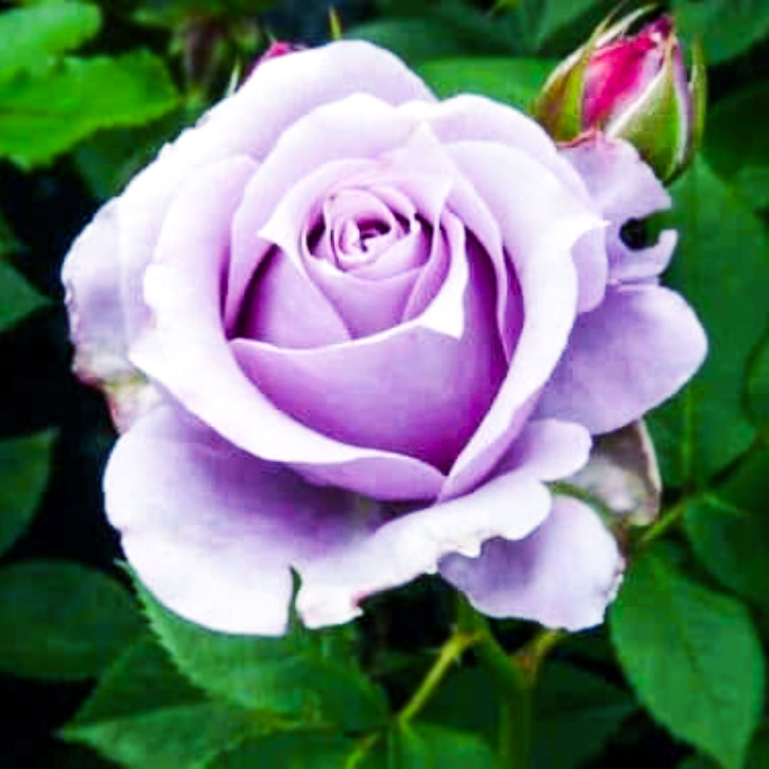Close-up of a Blue Moon climbing rose with pale lilac petals beside a bud