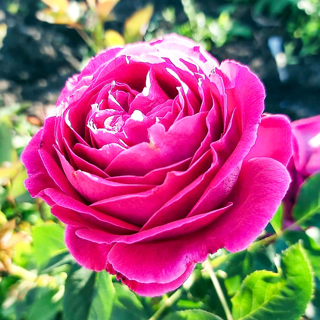 Caprice de Meilland rose showing a bright pink double flower in sunlight